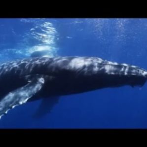 Andy Michaels – “Lucretia’s Eylandt” Official Music Video