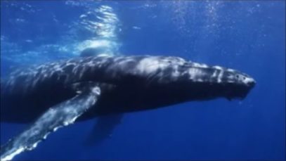 Andy Michaels – “Lucretia’s Eylandt” Official Music Video