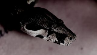 Angertea – “Sinking In Strain” Inverse Records – Official Music Video