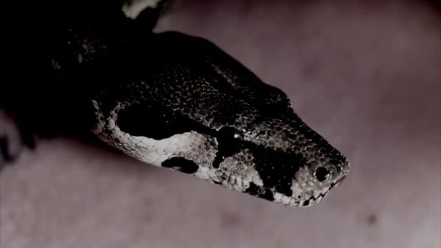 Angertea – “Sinking In Strain” Inverse Records – Official Music Video