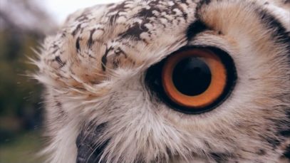 Dotzauer – “Hive” Official Music Video