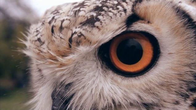 Dotzauer – “Hive” Official Music Video