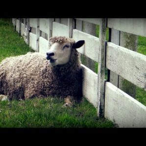 Fails! – “Zounds” Official Music Video