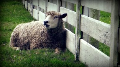 Fails! – “Zounds” Official Music Video