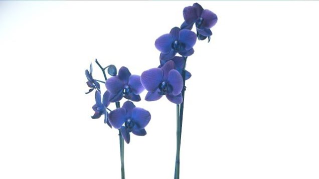 Flo.wav – “Breathe Easy” Feat. Primetime Nino – Official Music Video