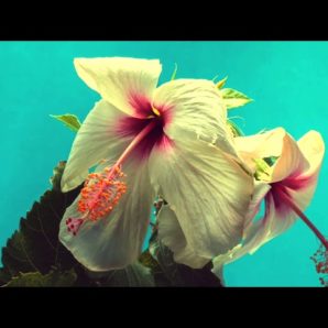 Hagar Levy – “Shore” A BlankTV World Premiere Lyric Video!