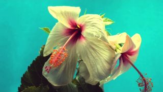 Hagar Levy – “Shore” A BlankTV World Premiere Lyric Video!