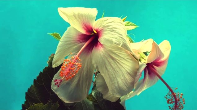 Hagar Levy – “Shore” A BlankTV World Premiere Lyric Video!