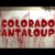 Hobo Bastard – “Colorado Cantaloupe” Official Music Video