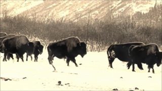 Kyle Johnson – “Spirit Winds” A BlankTV World Premiere!