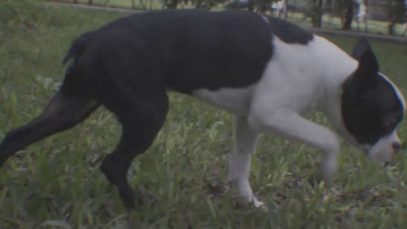 Perra Vida – “Dime Que No” Official Music Video