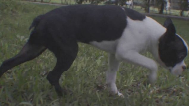 Perra Vida – “Dime Que No” Official Music Video