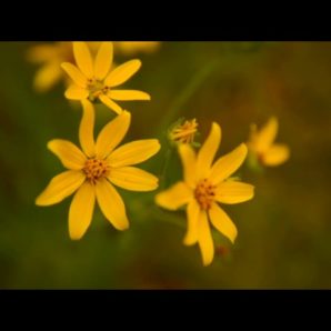 The Mood Kings – “Texarkana” Official Music Video