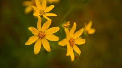 The Mood Kings – “Texarkana” Official Music Video