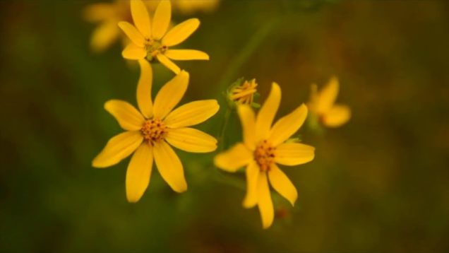 The Mood Kings – “Texarkana” Official Music Video