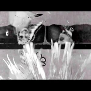 Wilhelm & Sons Entertainment Company – “Carpet” Official Music Video