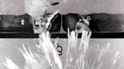 Wilhelm & Sons Entertainment Company – “Carpet” Official Music Video